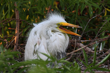 Baby Great Egret (Ardea alba)