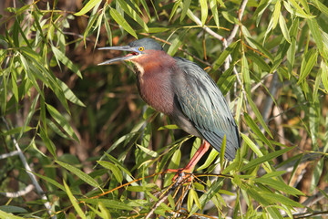 Green Heron (Butorides virescens)