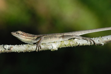 Anolis auratus - (Polychrotidae sauria)