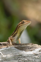 Anolis auratus - (Polychrotidae sauria)