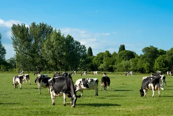 Deurstickers Freisian Cows © Springfield Gallery
