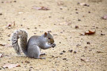 Cute squirrel eating a nut.