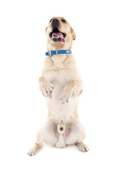 labrador making a trick