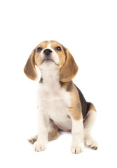 puppy looking to the top