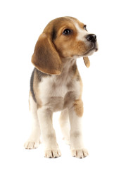 sad little beagle