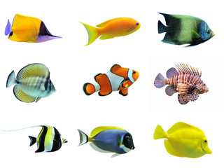 group of fishes