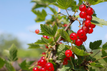 red currants