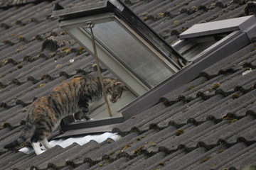Neugierige Katze auf dem Dach