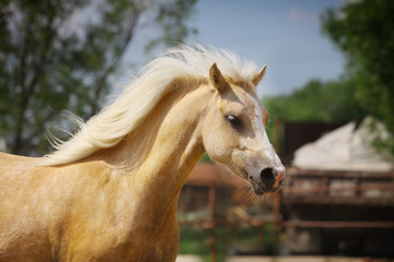 palomino horse