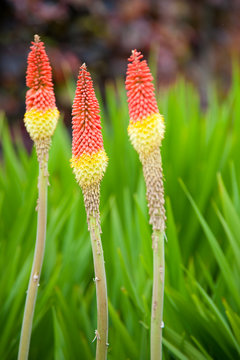 red hot pokers flowers on a grass background