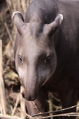 Fototapeta premium Flachlandtapir