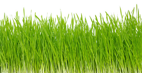 grass on white