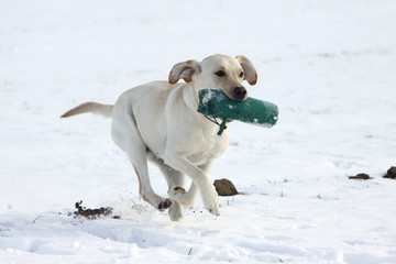 Spielender Labrador Retriever im Schnee