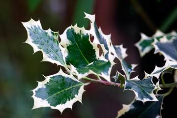 Branch with exotic leafs