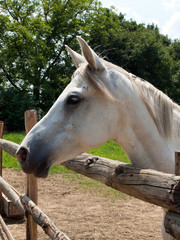 White horse posing