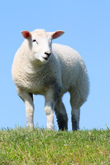 Naklejka na ściany i meble Lamm - Lamb
