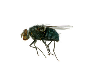 fly