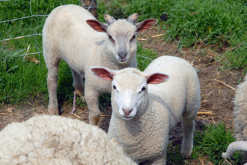 Fototapeta premium mouton