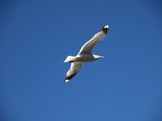 Seagull on blue Sky