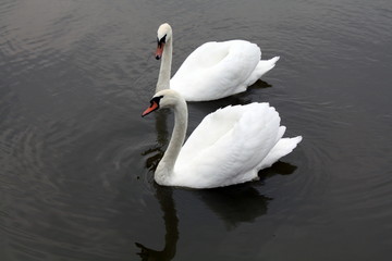 Obraz premium Swan Lake