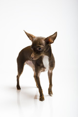 Picture of a funny curious toy terrier dog looking up. white bac