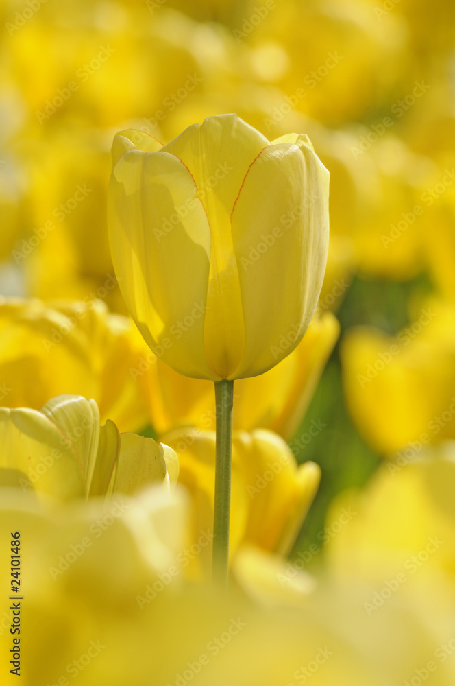 Poster gelbe tulpen