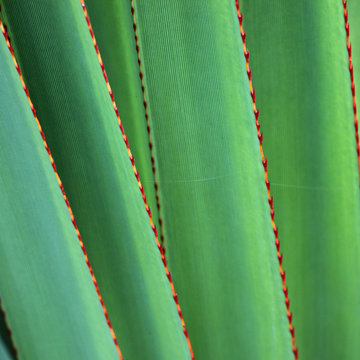 gros plan sur feuilles &eacute;pineuses du vacoa des Mascareignes