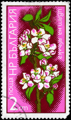 BULGARIA - CIRCA 1975 Apple