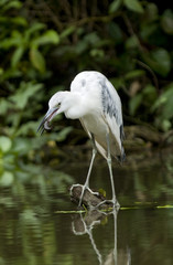 Fototapeta premium Costa rica birds White Heron with crab