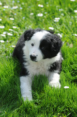 BORDER COLLIE, 2 MESI
