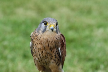 bird of prey 3