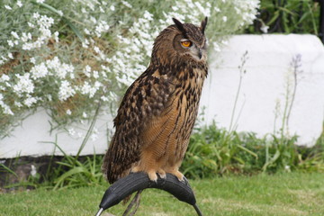 eagle owl 5