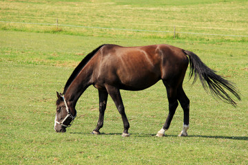 Obraz premium Brown Horse on the green Field