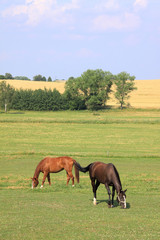 Obraz premium Grazing brown Horses on the green Pasture