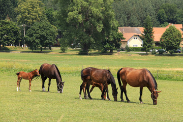 Grazing brown Horses on the green Pasture