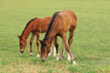 Naklejka na ściany i meble The little Foal with your Mother on the Pasture