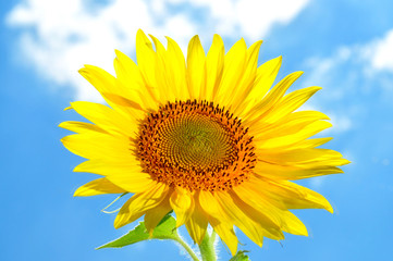Fototapeta premium Large, bright, flower, sunflower seeds,