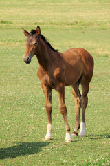 The little Foal on the Pasture