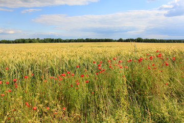 cornfield poppy cloudy blue sky