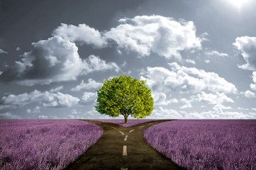 Crossroad in lavender meadow - obrazy, fototapety, plakaty