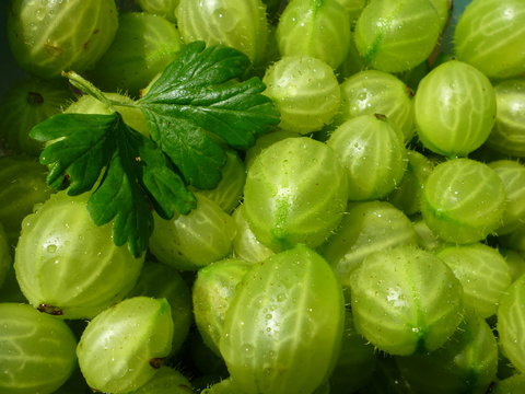 gooseberries