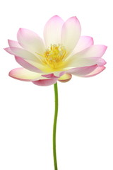 Fototapeta premium Nelumbo nucifera