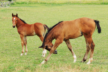 Little brown Foals