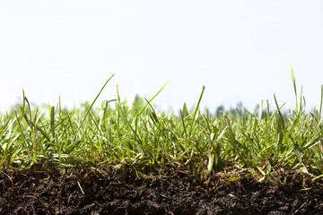 close up of grass strip