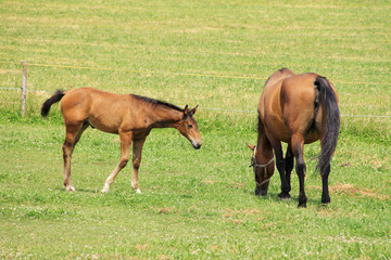 The little Foal with your Mother on the Pasture