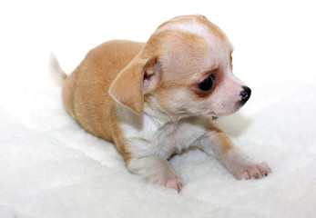 Chihuahua puppy