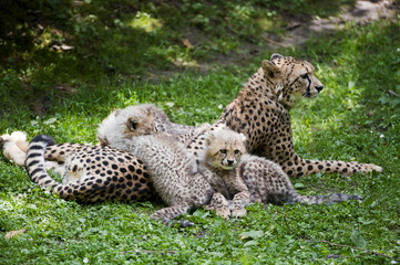 Gepard mit Jungen