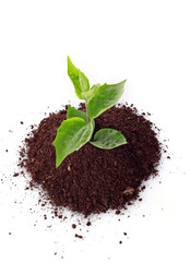 Young plant in ground over white background
