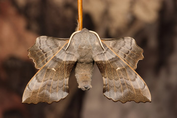 Poplar Hawk-moth