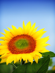 Obraz premium Sunflower